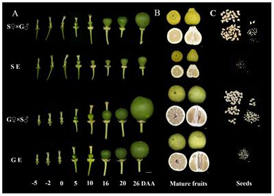 Comparative transcriptome analysis of two pomelo accessions with different parthenocarpic ability provides insight into the molecular mechanisms of parthenocarpy in pomelo (Citrus grandis)